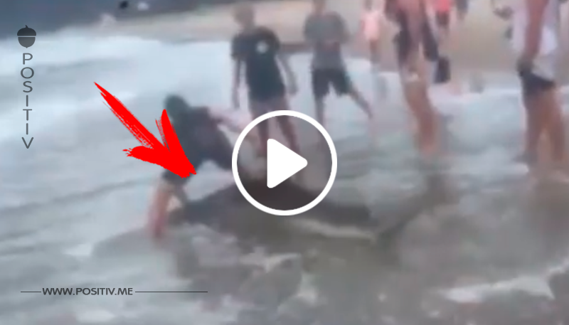 Der Junge zerrt den Hai aus dem Wasser, während seine Freunde filmen. Doch er sucht etwas im Maul des Tieres.	