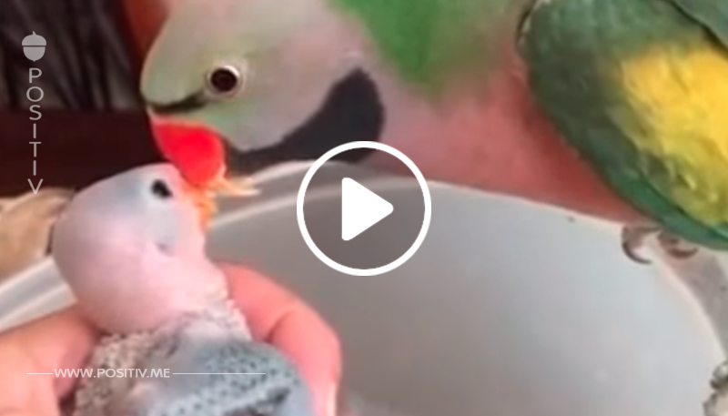 Papagei sieht seine frisch geschlüpften Babies – was er dann macht, bringt alle zum Schmelzen	