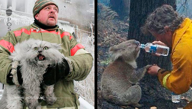 20 Feuerwehrmänner, die ihr Leben für Tiere riskiert haben.	