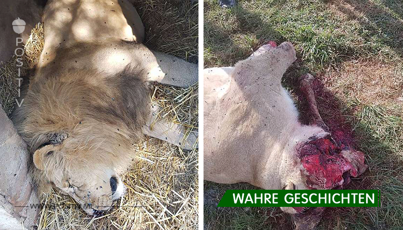 Löwen wurden wegen der Pfoten und Köpfe getötet, die in Hexenritualen verwendet werden!