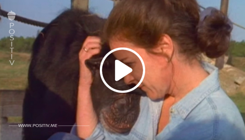Niemals wird der Affe vergessen, was diese Frau getan hat. Nach 18 Jahren treffen sie sich wieder.