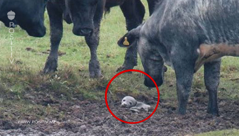 Kühe beschützen verwaistes Robbenbaby auf ihrer Weide.	