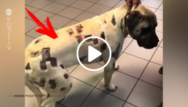 Sie glaubt, Hund wurde von Moskitos angefallen – sieht genauer hin und eilt zum Tierarzt	