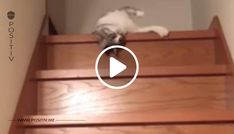 Die Katze ist zu faul, die Treppe hinunterzulaufen. Die Besitzerin filmt ihre lustige Lösung.	