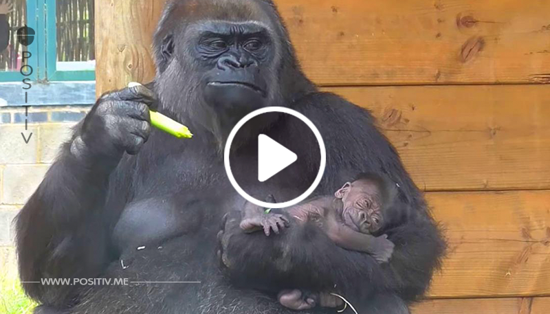 Die Familie der Gorillas hat ein neues Mitglied. Schau dir nur die Reaktion des älteren Bruders an! Das ist etwas!