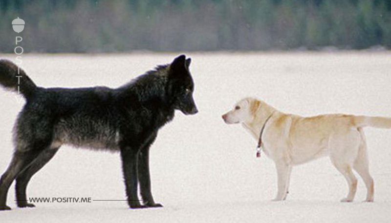 Mann fotografiert Begegnung seines Labradors mit Wolf.	