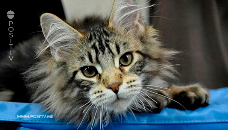 Maine Coon Katze: Sie sind die schönsten