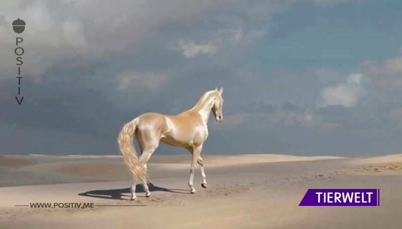 Akhal-Teke: Eines der schönsten Pferde der Welt!