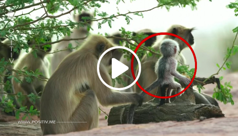Sie setzen eine Babypuppe zu der Affenfamilie. Wie die Tiere reagieren, als etwas Schreckliches passiert, schnürt mir die Kehle zu.	