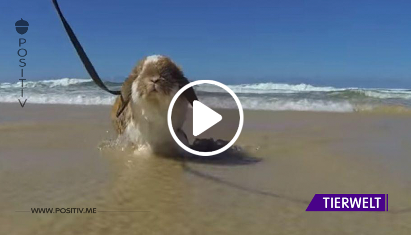 VIDEO: Von wegen wasserscheu! Dieses Kaninchen genießt das Leben am Strand!	