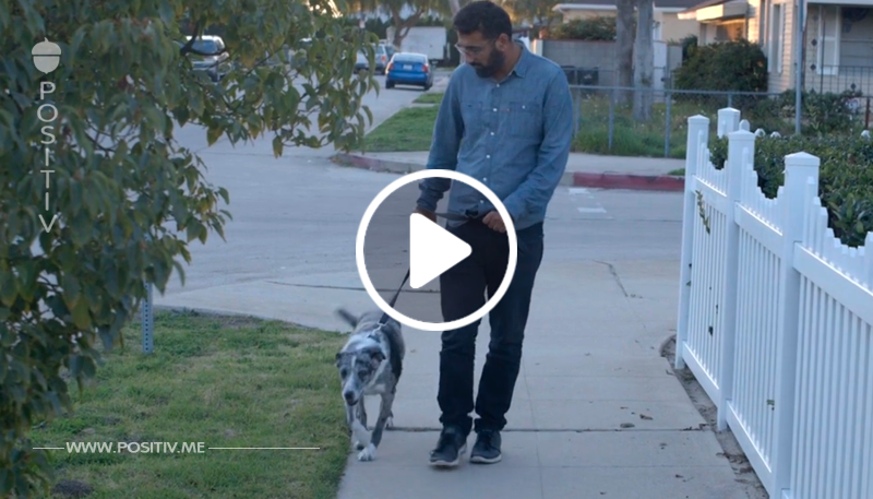 Er adoptiert alten Hund – eines Tages bleibt das Tier stehen und blickt tief in seine Augen	
