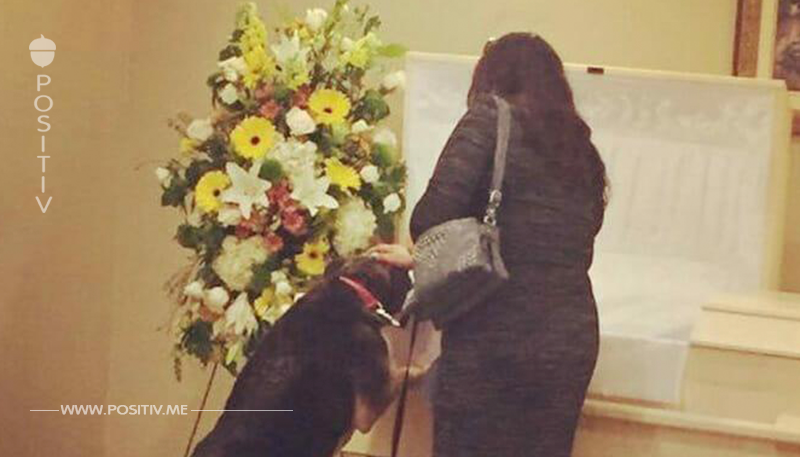 Bestattungsinstitut lässt eine Hündin Lebwohl sagen – der Abschied ist rührend	