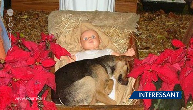 Straßenhund schläft in einer fremden Jesuskrippe – was dann passiert, ist einfach herzergreifend