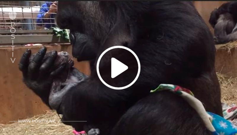 Gorilla bringt ein Junges zur Welt – dann umarmt und küsst sie das Neugeborene	