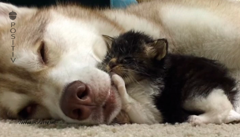 Diese Baby-Katze tarnt sich als Hund. Doch wie die 3 Huskys reagieren, lässt die ganze Familie...	