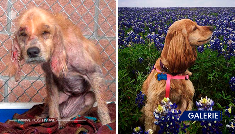 16 Fotos vor und nach der Rettung von Hunden!