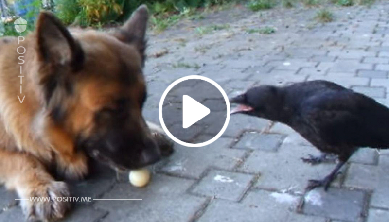 VIDEO: Krähe spielt PingPong mit einem Schäferhund! Unglaublich!	