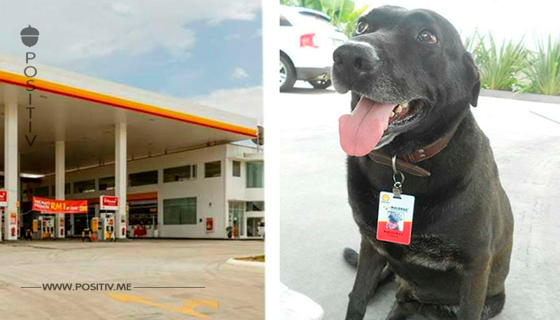 Hund wird an der Tankstelle ausgesetzt – jetzt ist er der süßeste Angestellte	