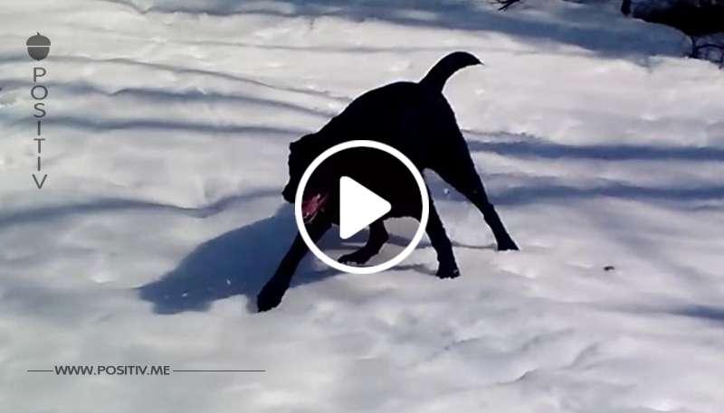 Der Hund lässt sich in den Schnee plumpsen. Doch was Herrchen dann filmt, lässt ihm vor Lachen fast die Kamera aus der Hand fallen.	