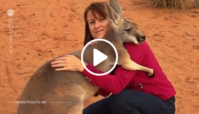 Das wilde Känguru rennt auf die Frau zu und umarmt sie fest. Es vergisst nie, wer es damals gerettet hat.	