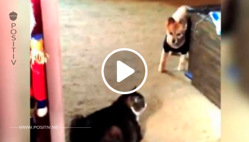 Was diese versteckte Kamera filmt, als Hund und Katze sich begegnen, ist mit Worten nicht zu beschreiben.