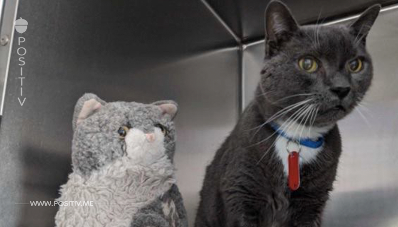 Nach dem Tod des Besitzers weigert sich die 16 Jahre alte Katze, sich von ihrem geliebten Stofftier zu trennen	