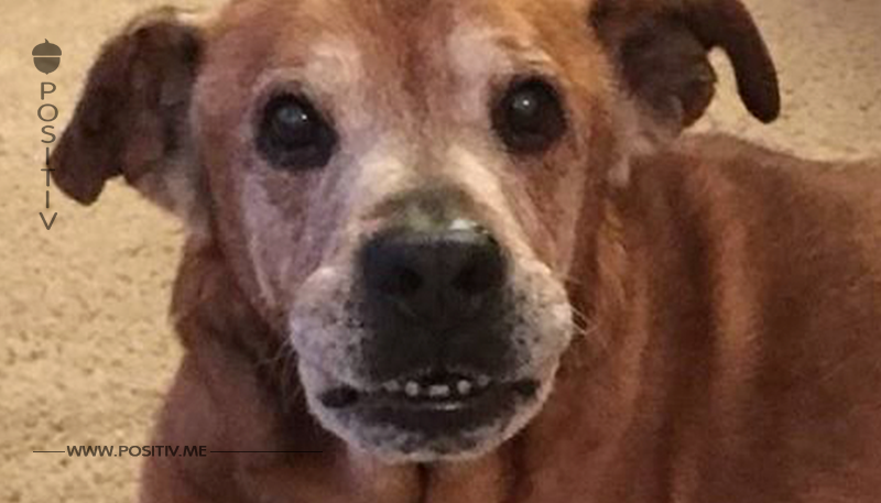 Täglich wartet dieser 17 jährige Hund im Tierheim. Doch was er am Ende bekommt ist das Paradies auf Erden.	