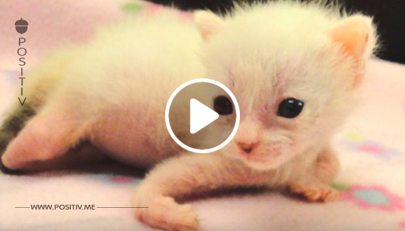 Behindertes Kätzchen gab nicht auf – nun hat es endlich die perfekte Mama gefunden