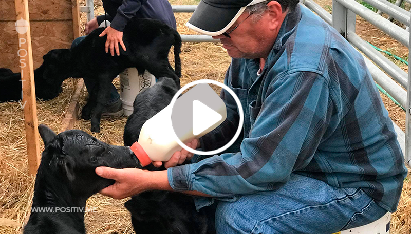 Bauern wissen, dass Kuh trächtig ist – sind schockiert, als das 