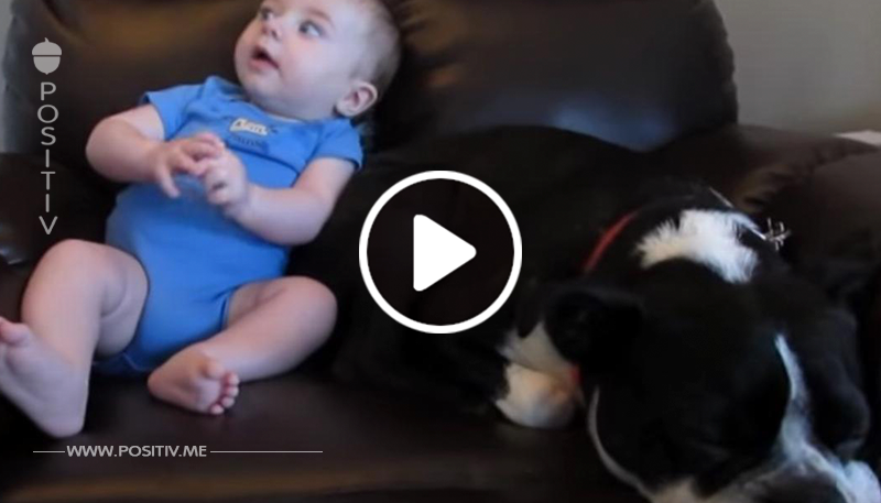 Das Baby im Sessel macht in die Windel. Doch achte auf den Hund neben ihm – ich heule vor Lachen!	