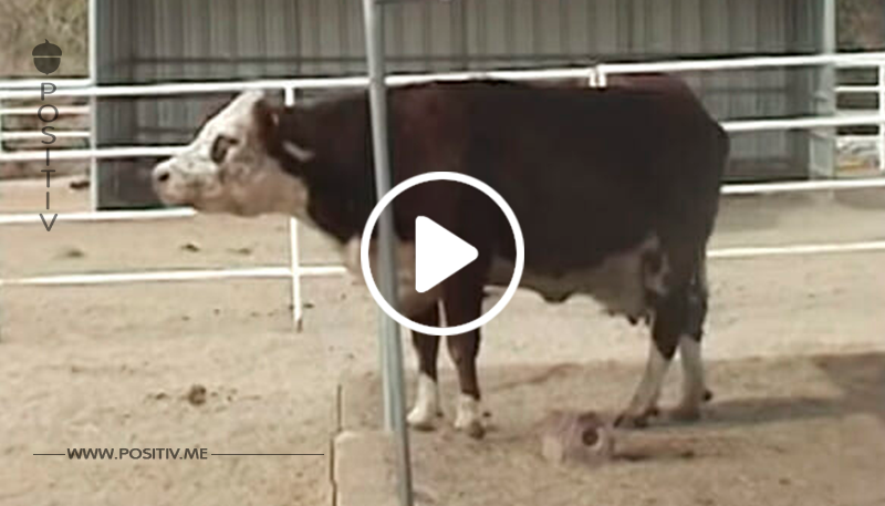 Niemand weiß, warum die Kuh weint – dann wird das schreckliche Geheimnis ihres Vorbesitzers aufgedeckt …