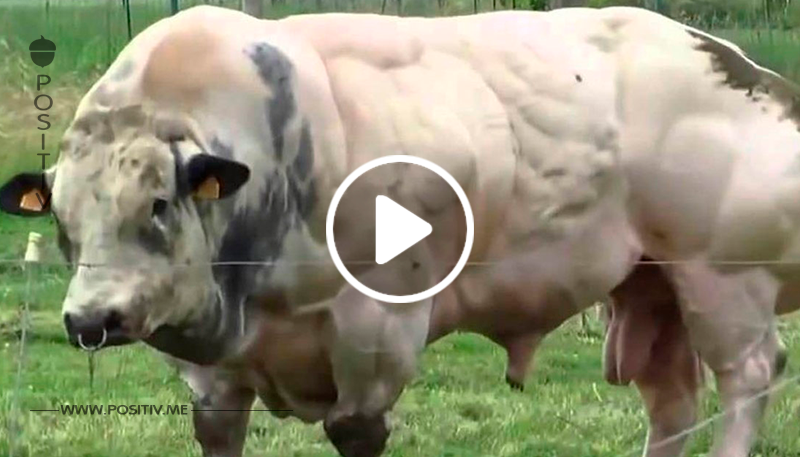 Dieser Stier wird gezüchtet um möglichst viel Fleisch zu produzieren – Wenn man sieht wie er versucht zu laufen kann man nur noch heulen