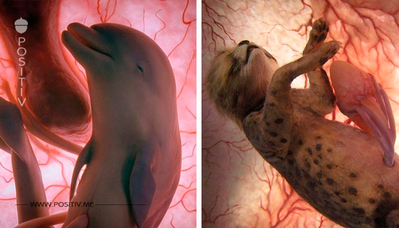 15 erstaunliche Fotos von Tieren im Mutterleib. 