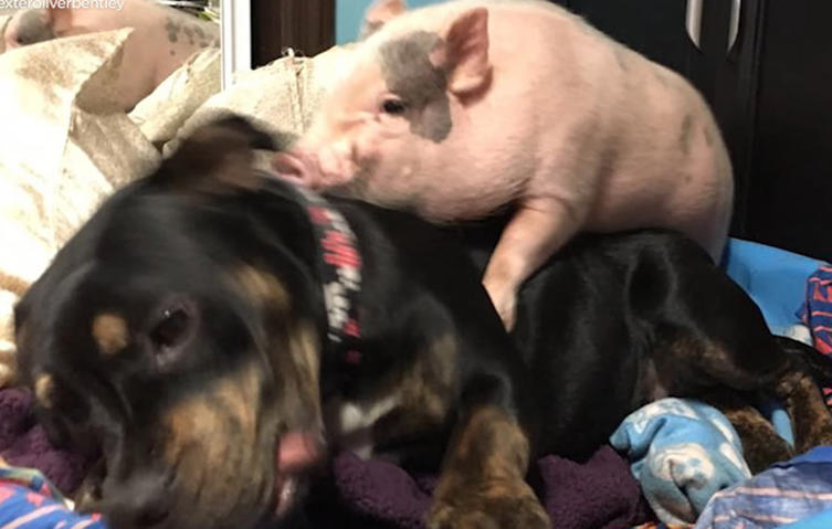 Schwein und Hund können einfach nicht aufhören, sich zu knuddeln	
