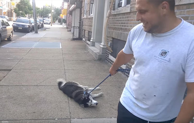 VIDEO:  Ich will noch nicht nach Hause!    Husky streikt beim Gassigehen!	