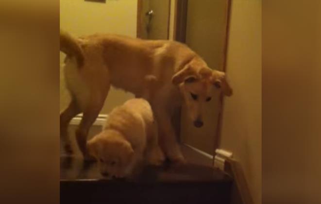 Süß: Junger Hund bringt Welpen das Treppensteigen bei	