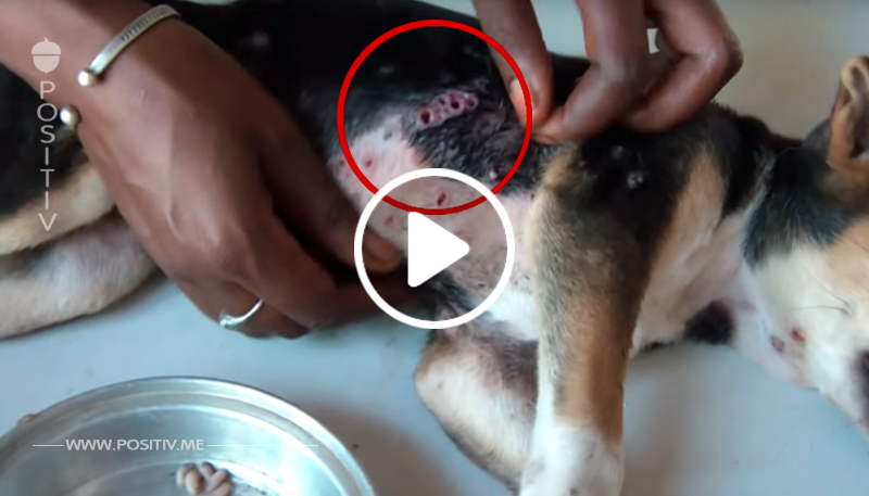 Dieses Hundebaby hat über hundert Würmer im Körper, doch als sie entfernt werden, reagiert sie unglaublich.