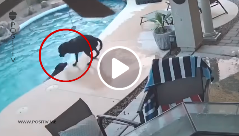 Hund fällt ins Schwimmbad und ertrinkt beinahe – dann rettet ihn sein bester Freund	