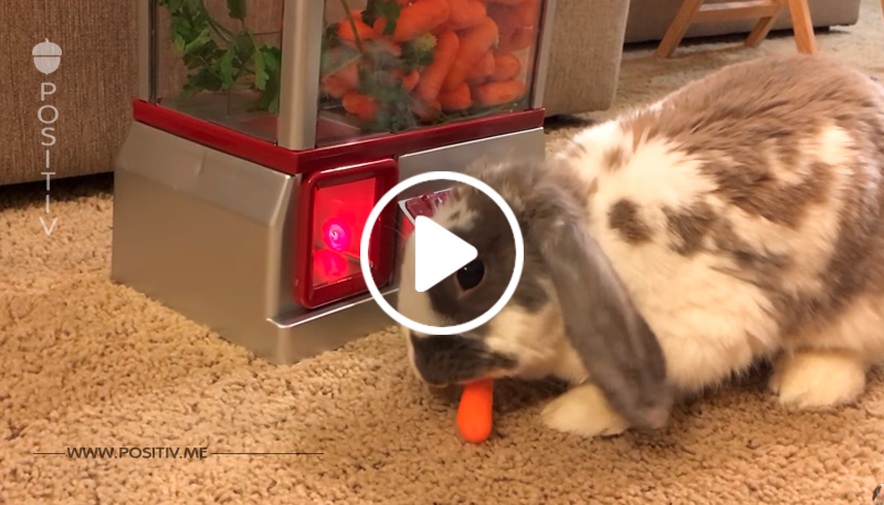 VIDEO: Dieses Kaninchen ist spielsüchtig! Und das aus gutem Grund!	
