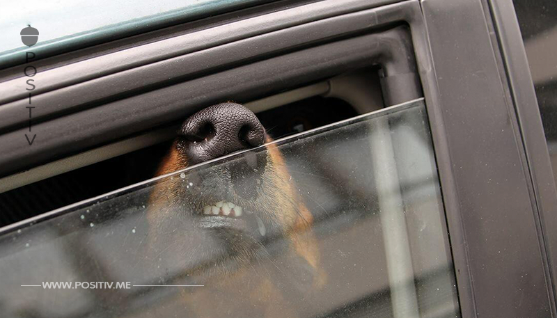 Polizeihund stirbt nach 2,5 Stunden in Hitze-Auto – nun ermittelt die Polizei die Situation	