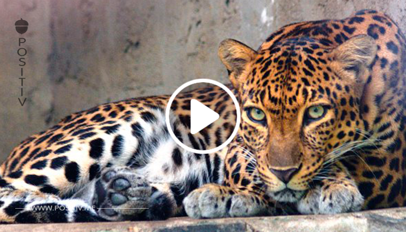 Ein hungriger Leopard überfiel einen Welpen, aber seine tapfere Mutter ließ das nicht zu	