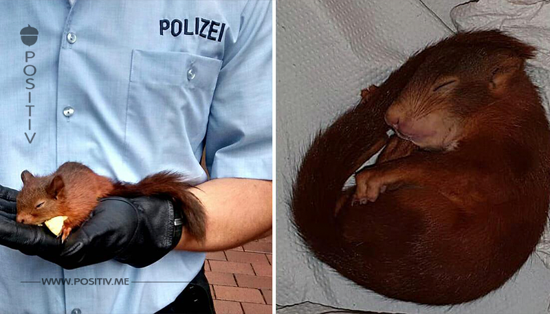 Wilde Verfolgungsjagd in Karlsruhe: Eichhörnchen verfolgt Mann – der ruft verzweifelt die Polizei	