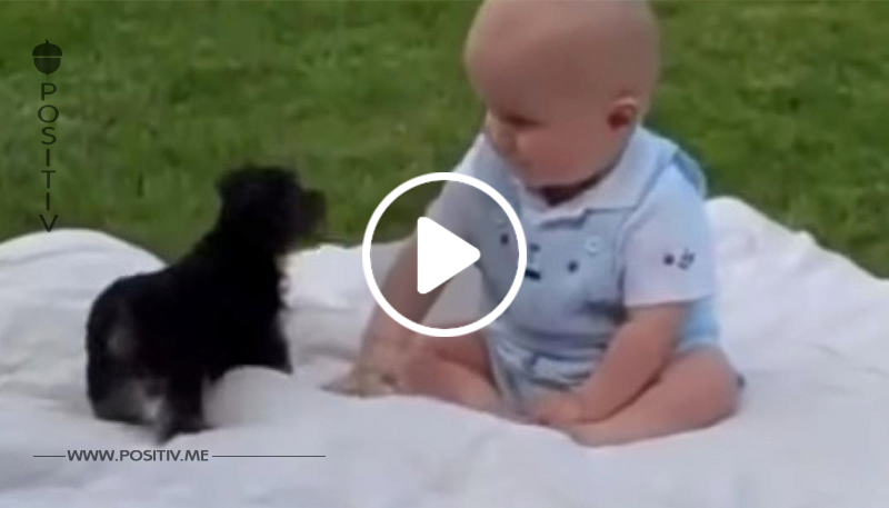 Der Hund schnappt blitzschnell zu. Doch die Reaktion des Babys? Unbezahlbar!	