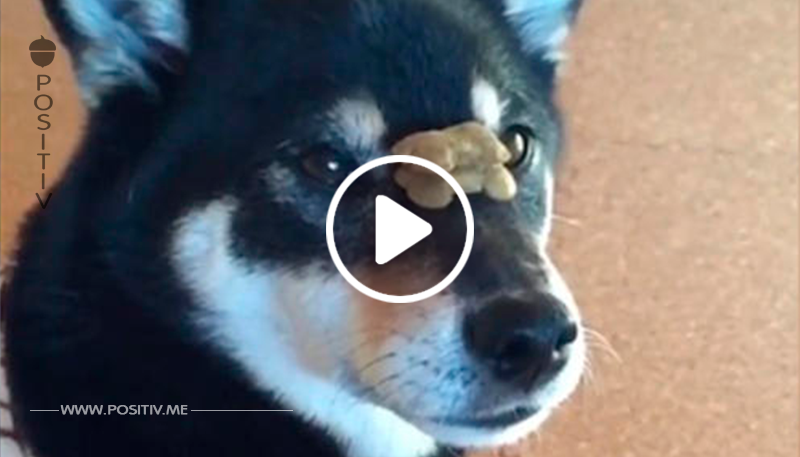 Schnell wie der Blitz: Dieser Hund frisst seine Leckerlis in Rekordzeit