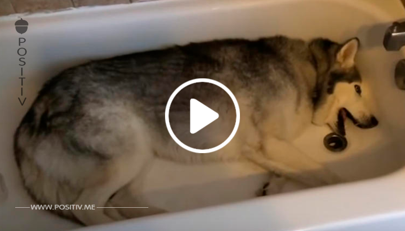 VIDEO: Dieser Husky würde viel lieber ein Bad nehmen als Gassi zu gehen!