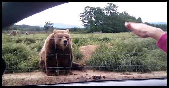 Eine Frau winkt einem Bären aus dem Auto und er antwortet auf eine lustig, perfekte Weise