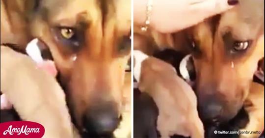 Die herzzerreißende Reaktion einer Hundemutter, die mit ihren Kindern gerettet wurde