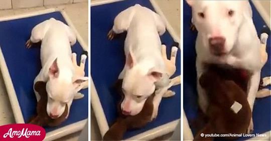 Der Hund kann nicht aufhören zu weinen, nachdem sein bester Freund als erster adoptiert wird