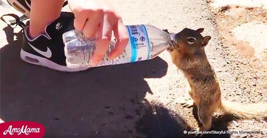 Ein Eichhörnchen bat ums Wasser, jede Sekunde dieses Video ist wert zu sehen