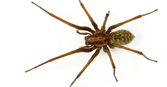 Spinnen Alarm: Mit dem Herbst kommt auch die Hauswinkelspinne